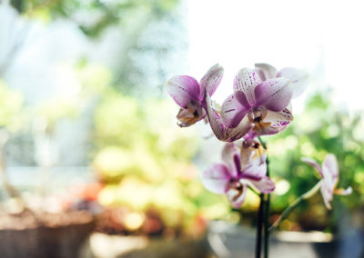 Orchideen im Blumenhaus Krause in Solingen